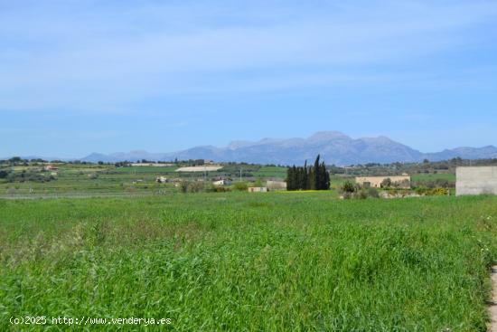 Finca rústica en venta en Santa Margalida. - BALEARES