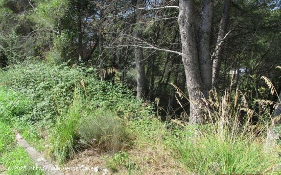 Terreno urbano situado en CANYELLES - BARCELONA