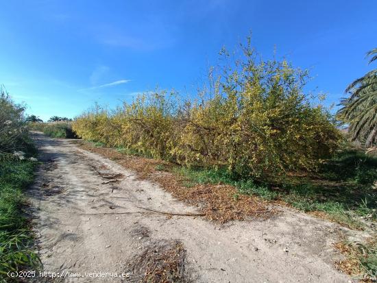 TERRENO RÚSTICO EN VENTA - ALICANTE