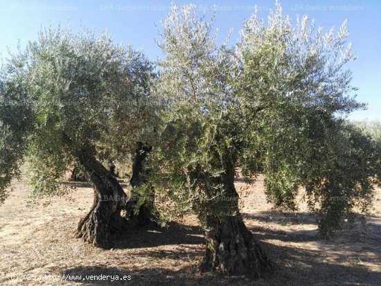 SE VENDE OLIVAR 88 OLIVOS Y 18 ESTACAS EN BURGUILLOS - Bailén