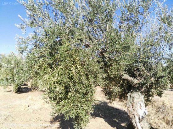 SE VENDE OLIVAR 88 OLIVOS Y 18 ESTACAS EN BURGUILLOS - Bailén