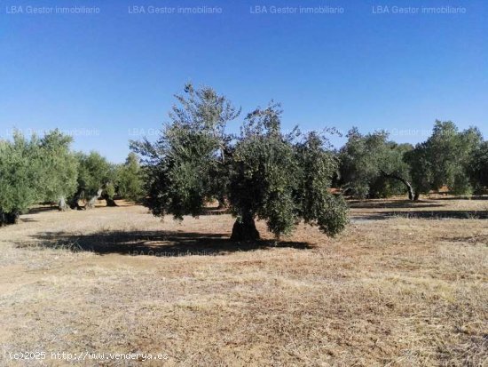 SE VENDE OLIVAR 88 OLIVOS Y 18 ESTACAS EN BURGUILLOS - Bailén