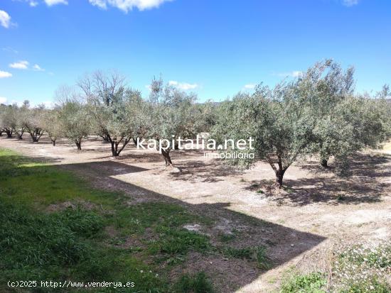  TERRENO CON OLIVOS A LA VENTA EN ONTINYENT, UBICADA EN LA SENDA 5 GERMANS - VALENCIA 