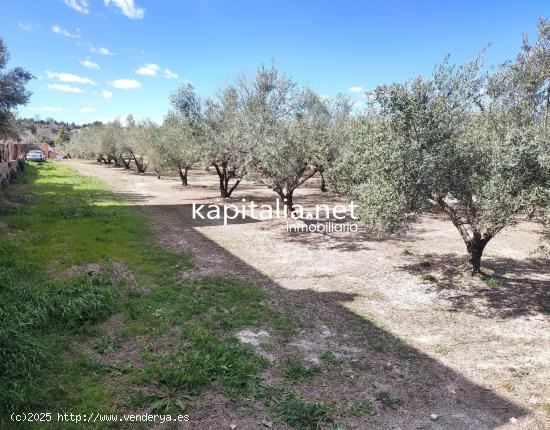 TERRENO CON OLIVOS A LA VENTA EN ONTINYENT, UBICADA EN LA SENDA 5 GERMANS - VALENCIA