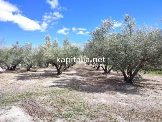 TERRENO CON OLIVOS A LA VENTA EN ONTINYENT, UBICADA EN LA SENDA 5 GERMANS - VALENCIA