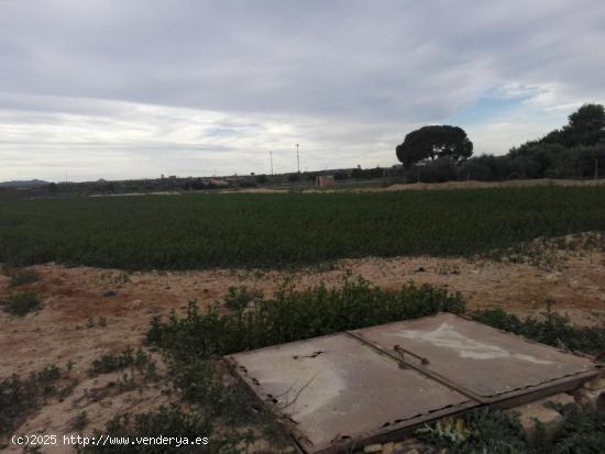 PARCELAS RÚSTICAS EN CUEVAS DE REYLLO, FUENTE ÁLAMO - MURCIA