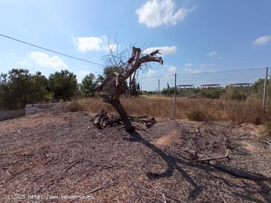 Estupenda finca rústica en Valle del Sol - MURCIA