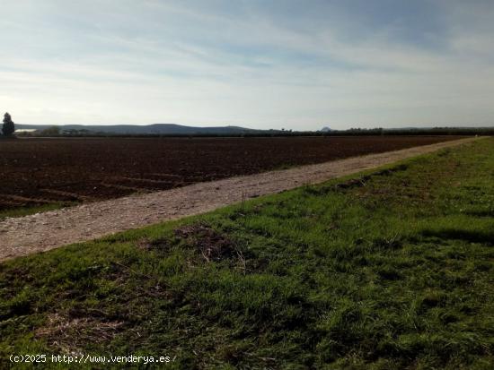 ZONA VILLARRUBIA - Finca rustica de 3 hectáreas con boca de riego y alcantarillado. - CORDOBA