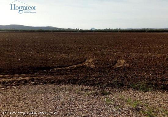 FINCA DE REGADIO EN CORDOBA - CORDOBA