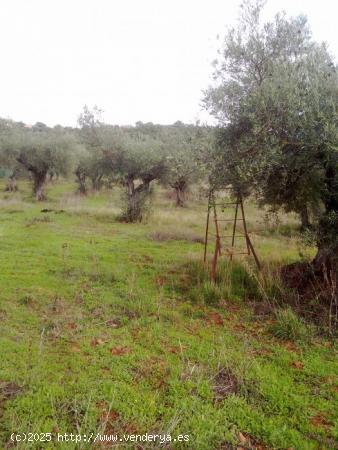 Finca rústica en Cáceres - CACERES