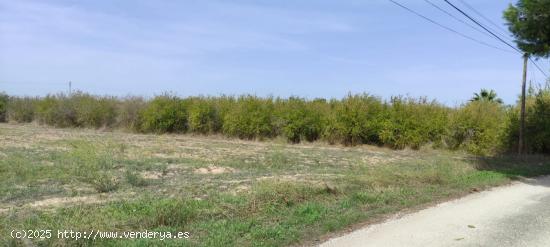 TERRENO RURAL EN VALVERDE - ALICANTE