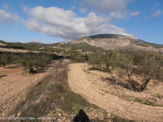 FINCA EN VENTA - ALICANTE