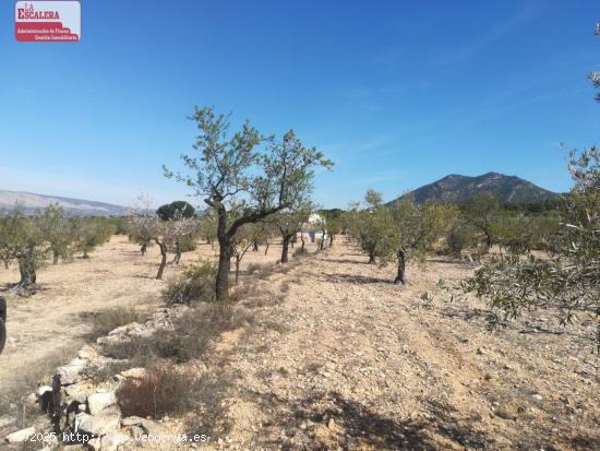  16.000m2 de terreno, luz y agua, PRECIO NEGOCIABLE - ALICANTE 