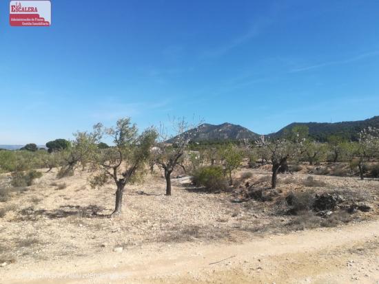 16.000m2 de terreno, luz y agua, PRECIO NEGOCIABLE - ALICANTE