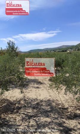 TERRENO RÚSTICO EN ONIL - ALICANTE