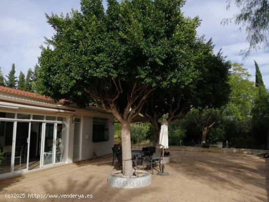 Finca en venta en Crevillent (Alicante)