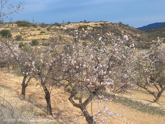 OPORTUNIDAD  FINCA DE ALMENDROS EN LA TORRE DE L´ESPANYOL. - TARRAGONA