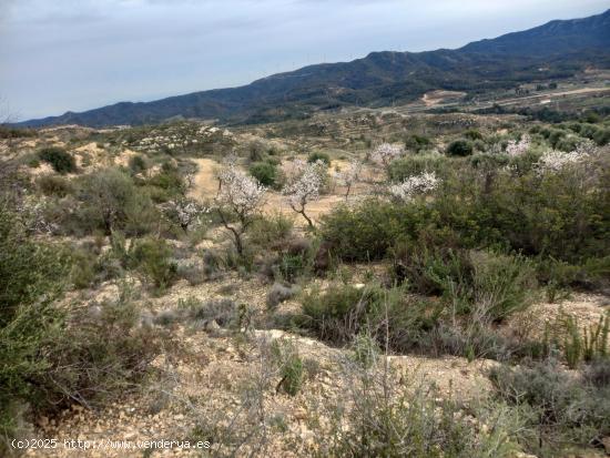 OPORTUNIDAD  FINCA DE ALMENDROS EN LA TORRE DE L´ESPANYOL. - TARRAGONA