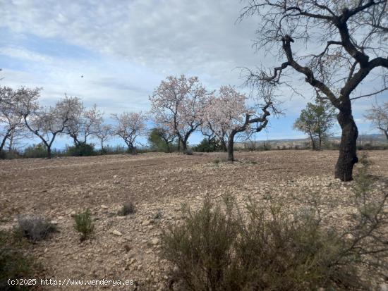 OPORTUNIDAD  FINCA DE ALMENDROS EN LA TORRE DE L´ESPANYOL. - TARRAGONA