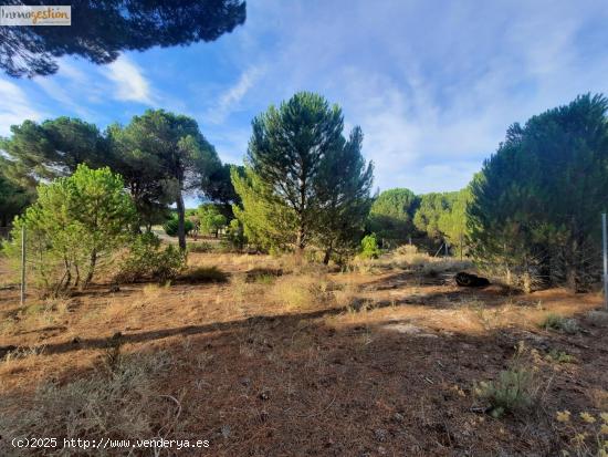 EN VENTA TERRENO RÚSTICO, TUDELA DE DUERO - VALLADOLID