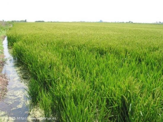 Arrozal en venta en Deltebre - TARRAGONA