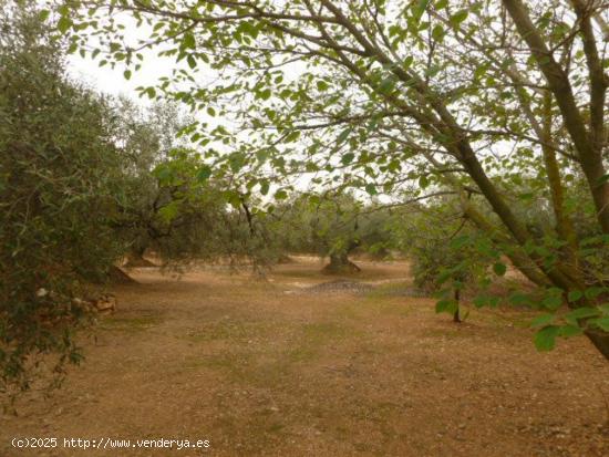 Se Vende en Camarles - TARRAGONA