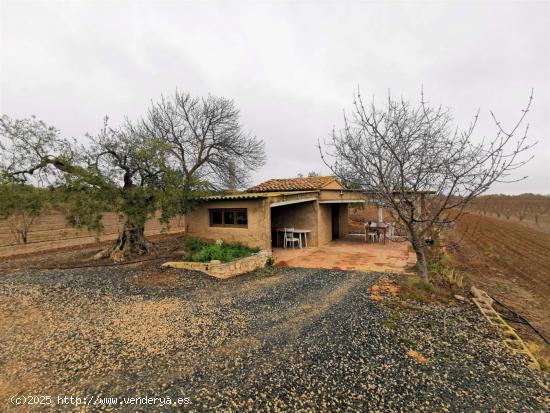  GRAN FINCA RÚSTICA EN REUS CON PLANTACIÓN DE AVELLANOS - TARRAGONA 