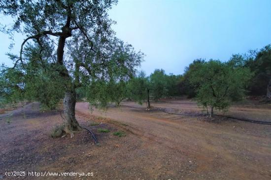 FINCA RÚSTICA CON PLANTACIÓN DE AVELLANOS Y OLIVOS EN REUS - TARRAGONA