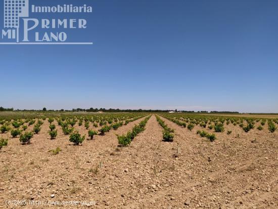 *Terreno en venta 2,5 fanegas de viña de secano en la Alavesa / paraje el Risco* - CIUDAD REAL