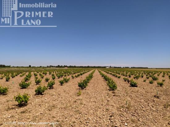 *Terreno en venta 2,5 fanegas de viña de secano en la Alavesa / paraje el Risco* - CIUDAD REAL