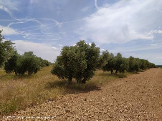 Se vende finca rustica destinada a olivo, la finca cuenta con 31.413 m2 En el paraje Las Peñuelas. 