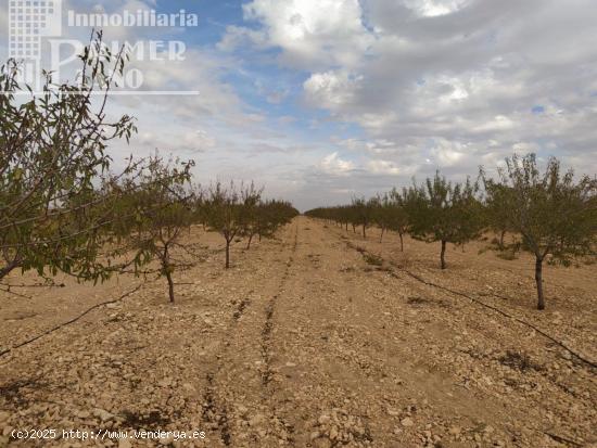 Se vende finca de 12 hectareas de riego de pozo en la zona de San Martin Tomelloso - CIUDAD REAL