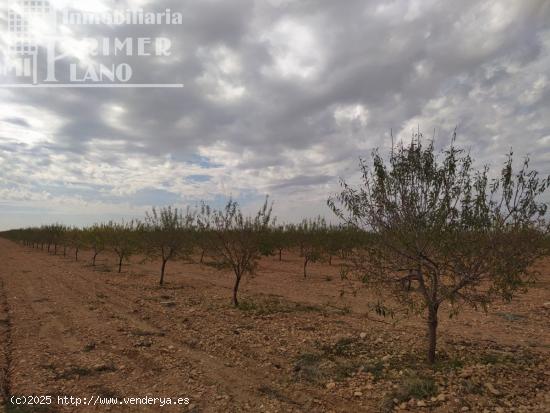 Se vende finca de 12 hectareas de riego de pozo en la zona de San Martin Tomelloso - CIUDAD REAL