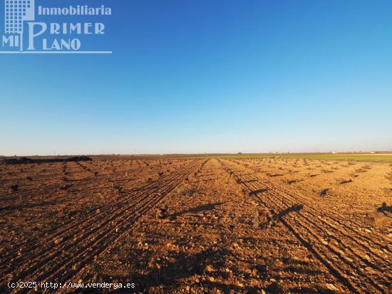 Se vende 1 hectarea de viña de secano junto a la carretera de Socuellamos - CIUDAD REAL