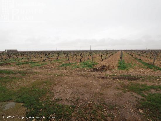 Se venden 8 hectareas de viña de emparrado con agua de pozo - CIUDAD REAL