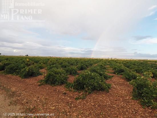  Se vende 17 fanegas de viña airen TODO DECLARADO DE AGUA con nave de 350m2 - CIUDAD REAL 