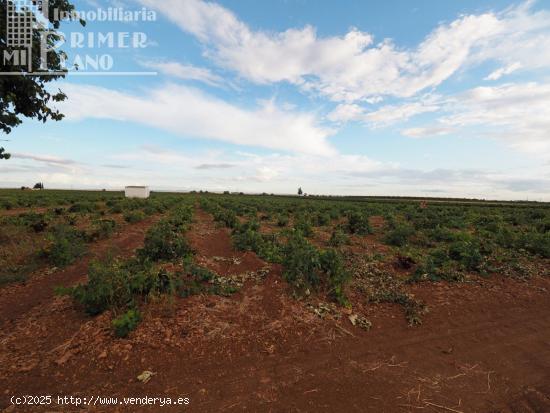 Se vende 17 fanegas de viña airen TODO DECLARADO DE AGUA con nave de 350m2 - CIUDAD REAL