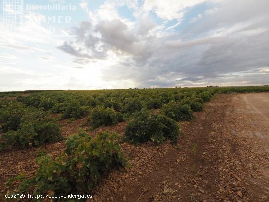 Se vende 17 fanegas de viña airen TODO DECLARADO DE AGUA con nave de 350m2 - CIUDAD REAL