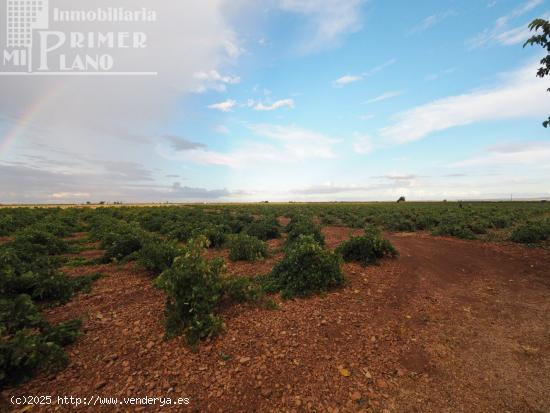 Se vende 17 fanegas de viña airen TODO DECLARADO DE AGUA con nave de 350m2 - CIUDAD REAL