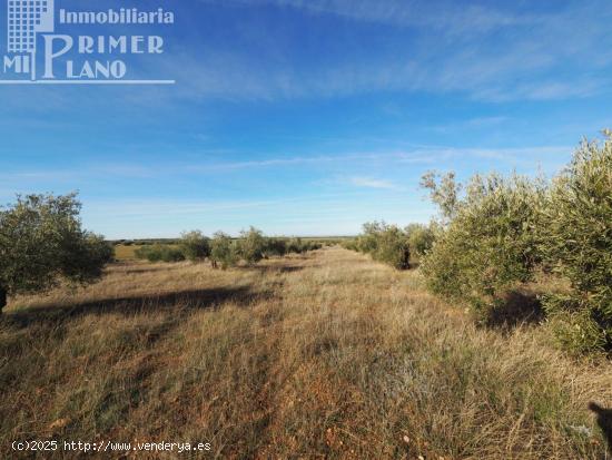  Se vende finca rustica destinada a olivo, la finca cuenta con 64.344. m2 Junto a carretera de la Oss 