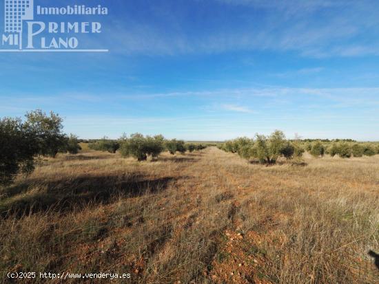 Se vende finca rustica destinada a olivo, la finca cuenta con 64.344. m2 Junto a carretera de la Oss