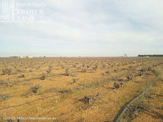 Se venden 7,4 hectareas de viña airen de regadio con pozo de aguas privadas - CIUDAD REAL