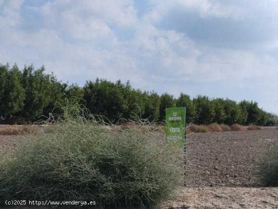 Terreno de Regadío - Lébor, Totana - MURCIA