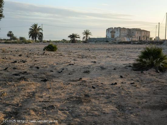 Finca Rustica en la Pedania de Marina (El Molar) Elche- Alicante - ALICANTE