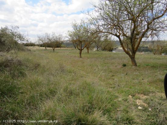 CONJUNTO DE PARCELAS A LA VENTA EN BOCAIRENT - VALENCIA