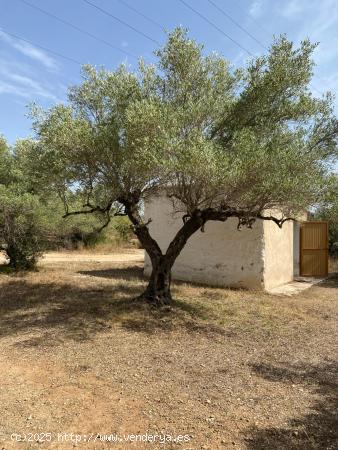 Finca Rústica con caseta y casa de madera, a 5,5 km del mar - TARRAGONA