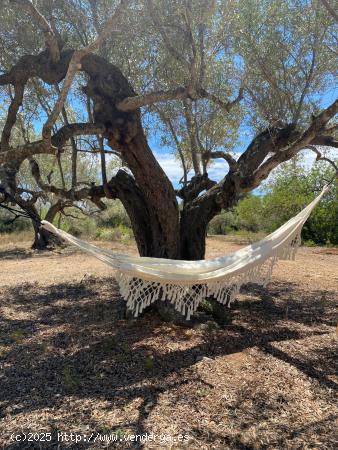 Finca Rústica con caseta y casa de madera, a 5,5 km del mar - TARRAGONA