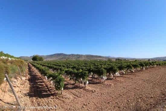 ESTUPENDA PARCELA N LA ROMANA (ALICANTE) - ALICANTE