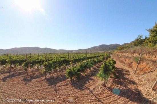 ESTUPENDA PARCELA N LA ROMANA (ALICANTE) - ALICANTE