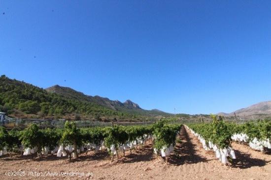 PARCELA EN LA ROMANA (ALICANTE) - ALICANTE